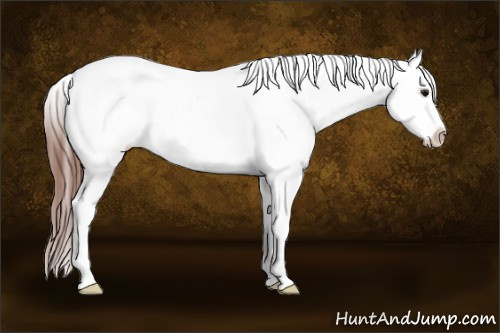 Horse Color: Bay Near Leopard 