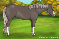 Horse Color:Silver Black Splash
