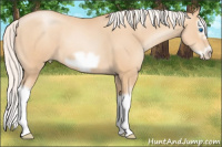 Horse Color:Silver Amber Champagne Pearl Splash Frame 