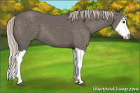 Horse Color:Silver Black Splash