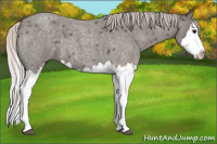 Horse Color:Silver Blue Roan Splash