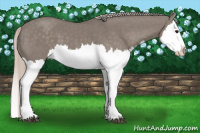 Horse Color:Silver Grullo Splash