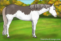Horse Color:Silver Black Splash 