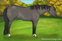 Horse Color:Grullo