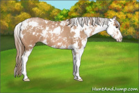 Horse Color:Black Pearl Sabino