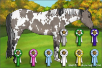 Horse Color:White Spotted Grullo