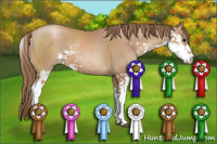 Horse Color:Black Pearl Sabino 