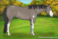 Horse Color:Grullo Sabino 