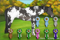 Horse Color:White Spotted Black