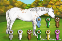 Horse Color:Silver Bay Pearl Sabino 