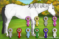 Horse Color:White Spotted Grullo