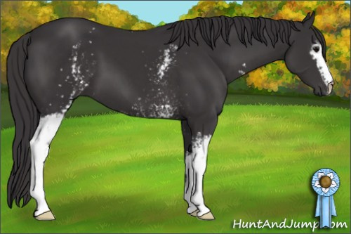 Horse Color: White Spotted Smoky Black 