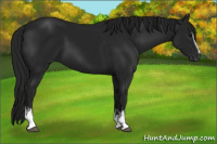 Horse Color:Gray White Spotted Black Rabicano 