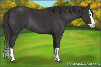 Horse Color:Smoky Black Splash Rabicano 