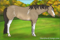 Horse Color:White Spotted Buckskin Roan 