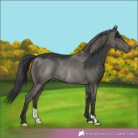 Horse Color:Grullo Rabicano 