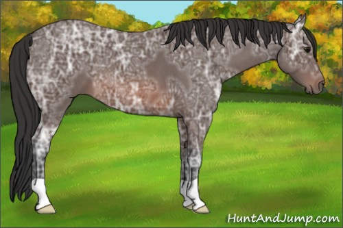 Horse Color: Brown Ice Roan 