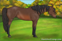 Horse Color:Bay Rabicano 
