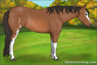 Horse Color:White Spotted Bay Rabicano 