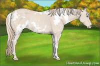 Horse Color:White Spotted Smoky Creme Rabicano
