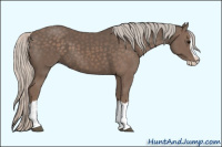 Horse Color:Silver Black Splash