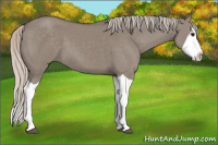 Horse Color:Silver Grullo Splash 