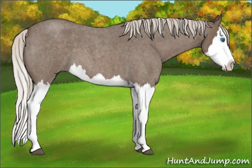 Horse Color: Silver Blue Roan Splash 