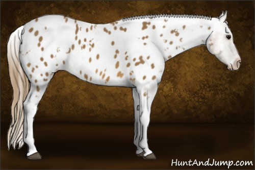 Horse Color: White Spotted Buckskin Near Leopard 