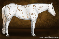 Horse Color:White Spotted Buckskin Near Leopard 