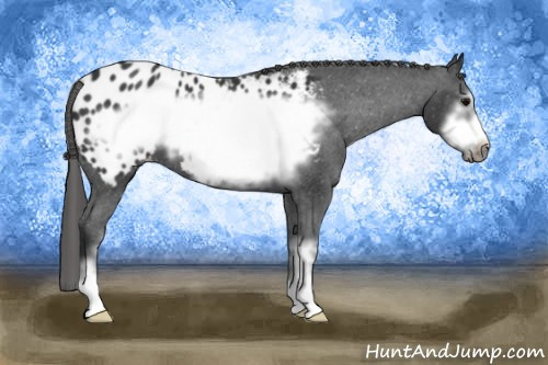 Horse Color: Black Sabino Frame Blanket 