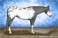 Horse Color:Black Sabino Frame Appaloosa 