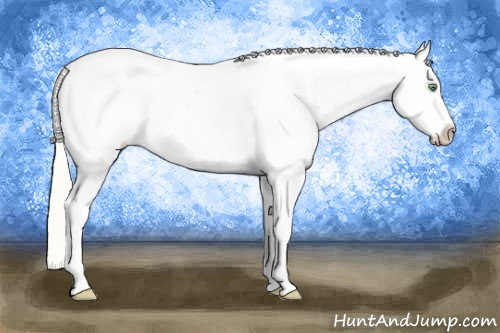 Horse Color: Gold Cream Champagne Snowcap 