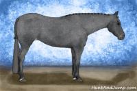 Horse Color:Black Appaloosa