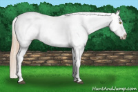 Horse Color:Chestnut Pearl Appaloosa 