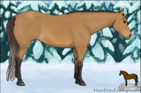 Horse Color:Buckskin 