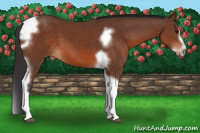 Horse Color:Bay Splash Tobiano Frame 