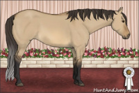 Horse Color:Buckskin Dun 