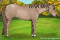 Horse Color:Black Pearl Rabicano