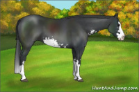Horse Color:Black Sabino Splash 