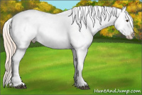 Horse Color:Palomino Splash Appaloosa 