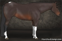 Horse Color:Brown Tobiano 