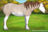 Horse Color:Red Dun Roan Splash Rabicano 