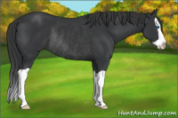 Horse Color:Black Splash Rabicano 