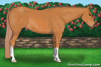Horse Color:Chocolate Palomino 