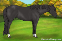 Horse Color:Smoky Black 