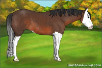 Horse Color:Brown Splash