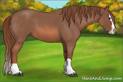 Horse Color: Red Roan Splash 
