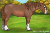 Horse Color:Red Roan Splash 