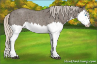 Horse Color:Silver Blue Roan Splash