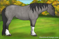 Horse Color:Grullo Roan Tobiano